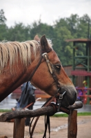 Zdjęcie: KARPACZ 2013 - WESTERN CITY