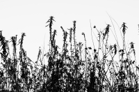 Zdjęcie: SUSZA