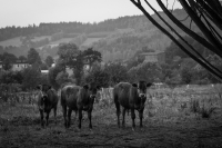 Zdjęcie: ANIMALS