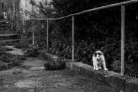 Zdjęcie: ANIMALS