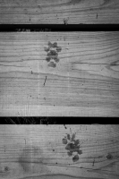 Zdjęcie: ANIMALS