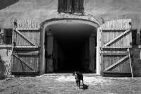 Zdjęcie: ANIMALS