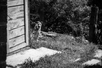 Zdjęcie: ANIMALS