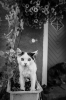 Zdjęcie: ANIMALS